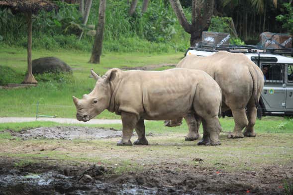 Bali Safari and Marine Park Ticket