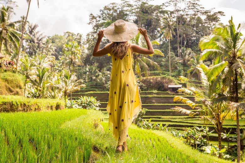 Rice fields