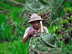 Agricultural worker