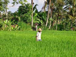 Outskirts of Ubud