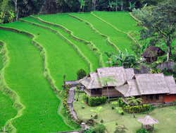 Rice terraces