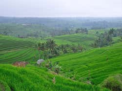 Rice paddies