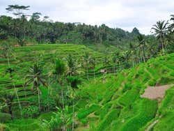 Bali's rice fields