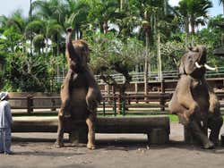 Elephant Safari Park Lodge