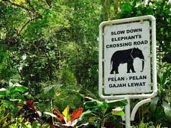 Slow down, elephants crossing road!