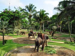 Elephant Safari Park Lodge