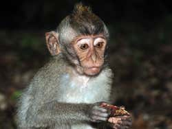 Monkey Forest