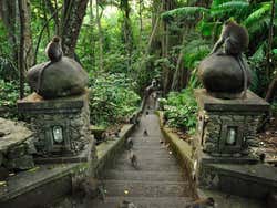 Monkey Forest