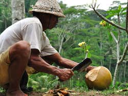Opening a coconut