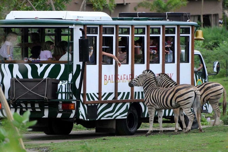 Safari Tram