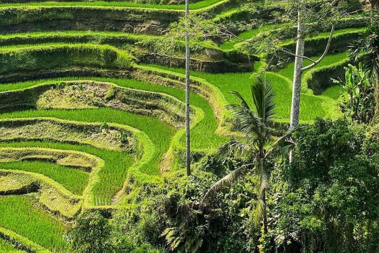 Marvel at Bali's nature