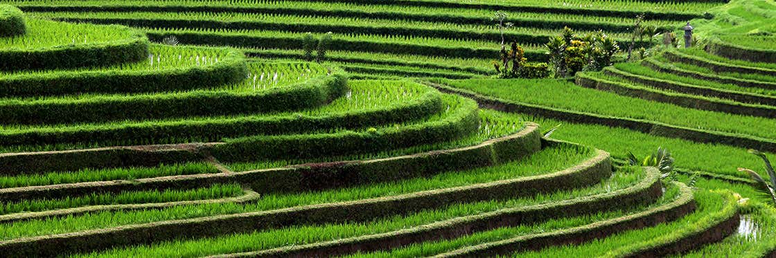 Rice Fields
