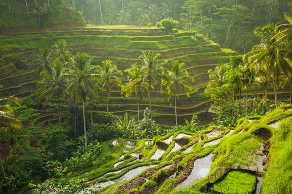 Ubud, Goa Gajah & Central Bali Private Tour