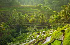 Ubud, Goa Gajah & Central Bali Private Tour